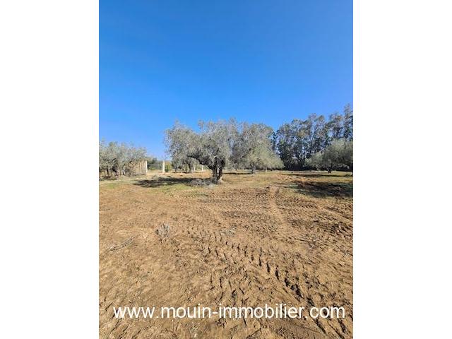 Photo TERRAIN LOUMA I Latrach Birbouregba T967 image 2/3