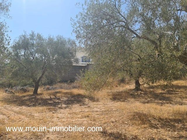 Photo TERRAIN NAYA Hammamet Nord T1041 image 2/2