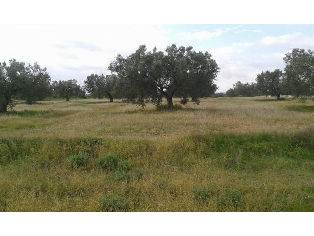 Photo TERRAIN OCIANA image 2/2