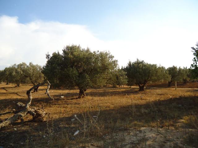 Photo TERRAIN SIDI HAMMED image 2/2