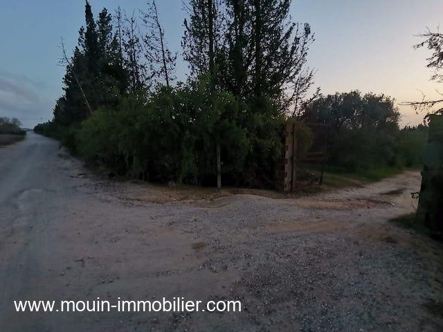 Photo Terrain Sidra T1199 Hammamet Borj Hfaiedh image 2/2