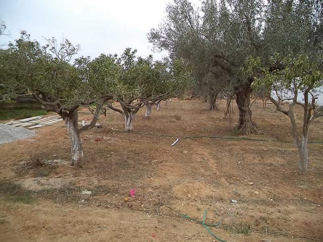 Photo TERRAIN VIBO 1 image 2/2