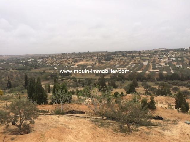 Photo terrain viva T342 birbouregba hammamet image 2/3