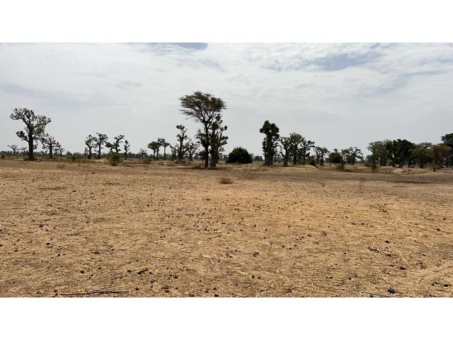 Photo Terrains agricoles de 8 hectares à vendre à Louly Sénégal image 2/4