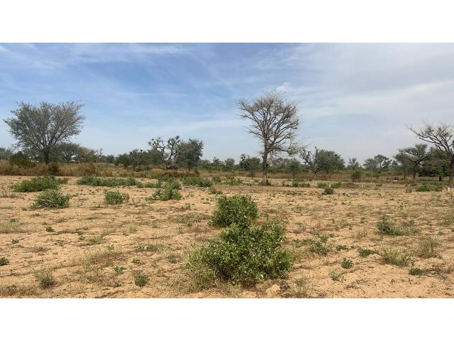 Photo Terrains de 300 mètres carrés à vendre à Malicounda Sénégal image 2/4