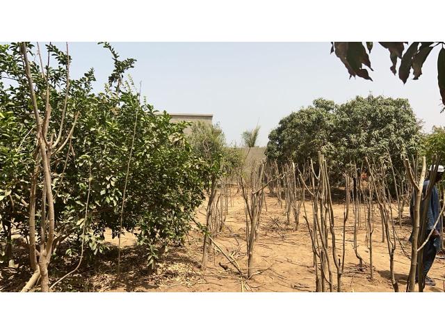 Photo Terrains de 600 mètres carrés à vendre à Saly Sénégal image 2/4