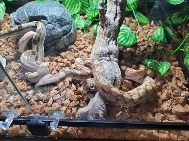 Photo Terrarium et boas image 2/2