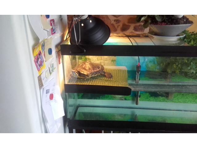 Photo tortue avec son aquarium de 120 l complet a vendre image 2/4
