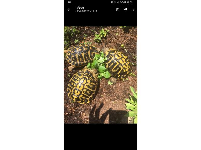 Photo Tortue de terre image 2/3