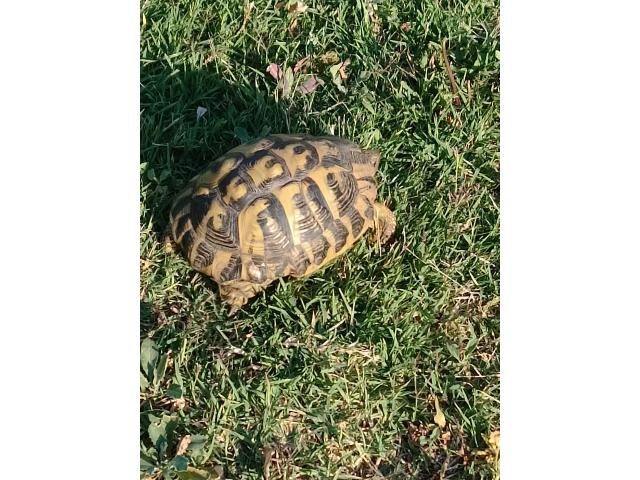 Photo Tortue femelle 10 ans image 2/4