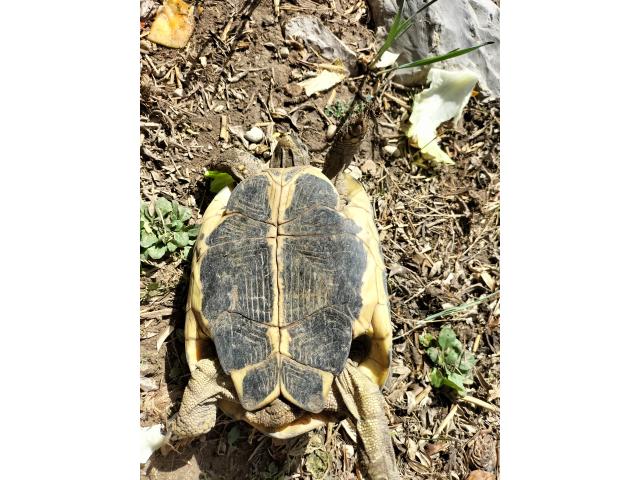 Photo Tortue HERMANN image 2/4
