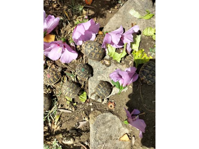 Photo Tortue HERMANN image 2/3