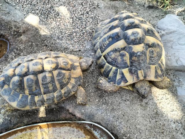 Photo Tortue HERMANN image 2/5