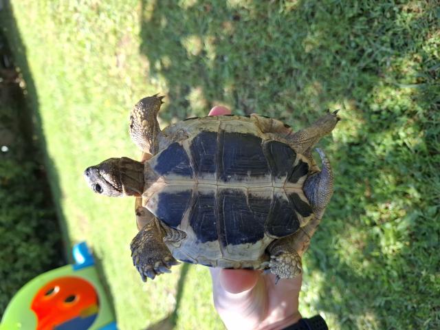 Photo Tortue hermann boettgeri Male image 2/2