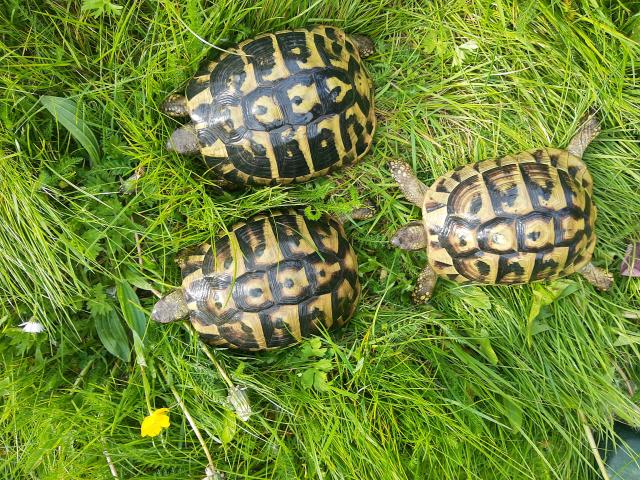 Photo Tortue Hermann - Tortues de terre - tortue terrestre image 2/6