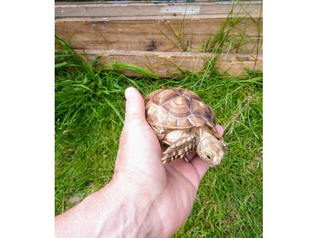 Photo Tortue sulcata image 2/2