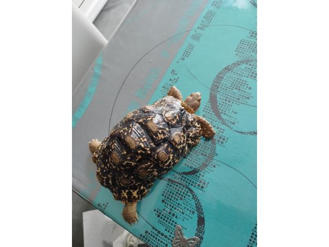 Photo Tortue terrestre image 2/3