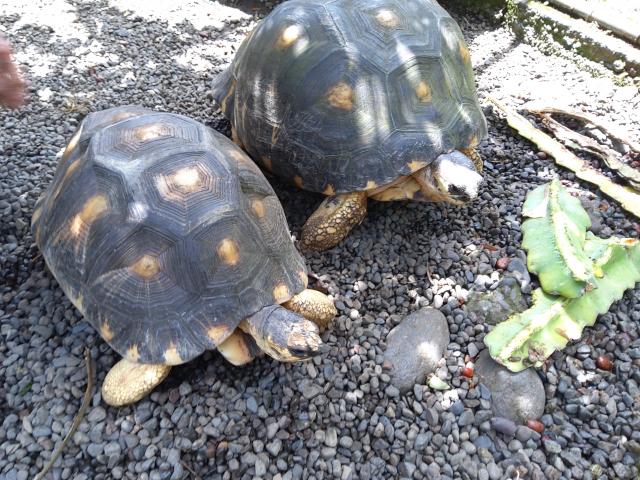 Photo Tortue terrestre image 2/2