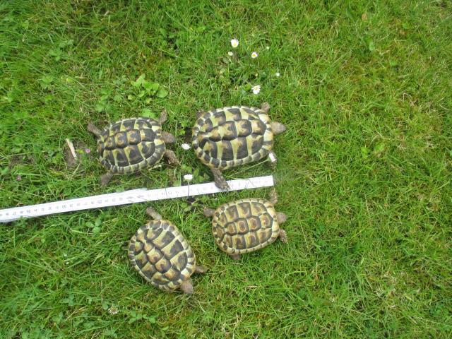 Photo tortue terrestre de 2022 image 2/4