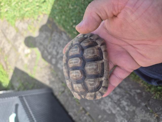 Photo Tortue terrestre marginata image 2/3