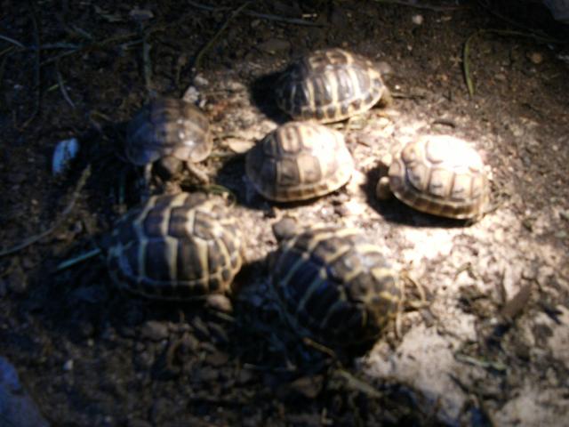Photo tortues de terre image 2/2