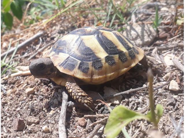 Photo Tortues de terre bébés image 2/3