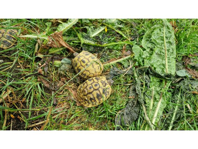 Photo Tortues Hermann avec documents CITES image 2/4