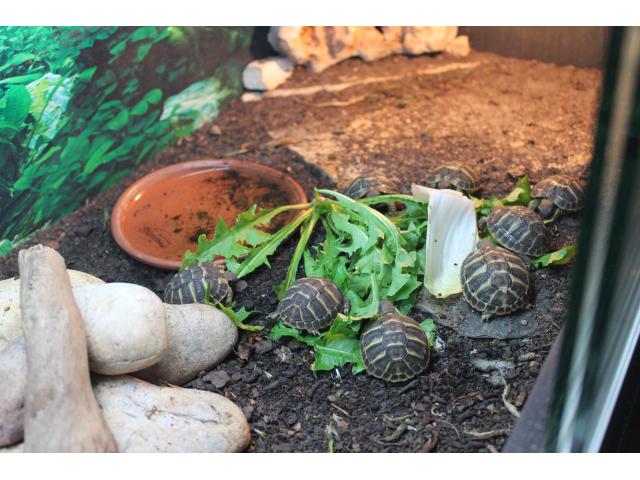 Photo tortues terrestres image 2/3