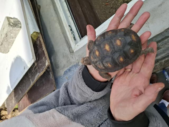 Photo Tortues terrestres carbonaria image 2/3