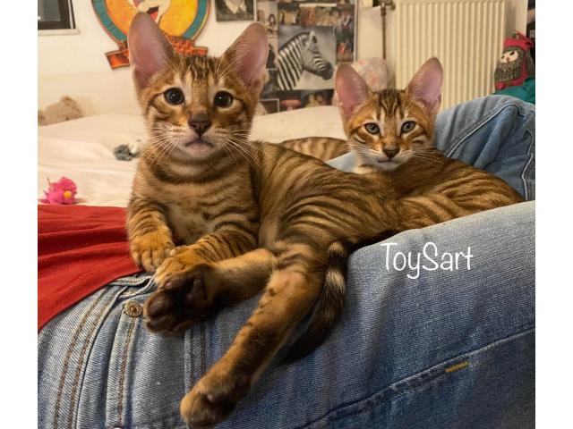 Photo Toyger chatons brown image 2/5