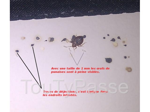 Photo Traitement cafards, puces, punaises, rats, souris a Bruxelles image 2/6