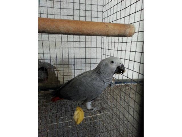 Photo Très beau perroquet gris du Gabon image 2/2