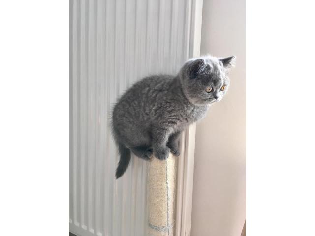 Photo Trés belle petite femelle british shorthair image 2/4