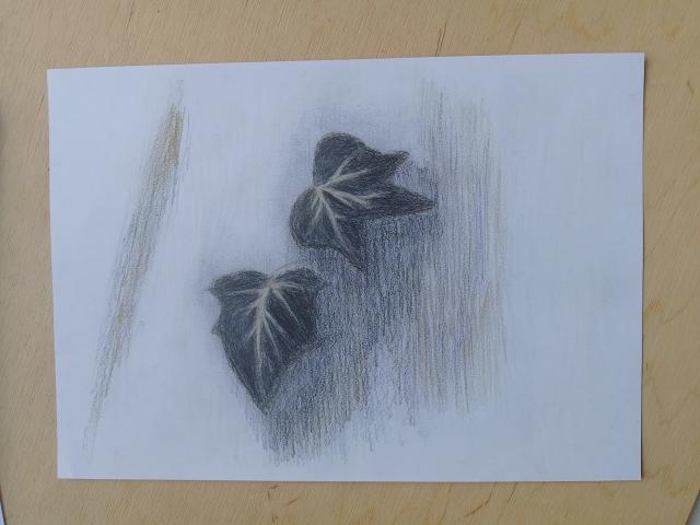 Photo Trois dessins de lierre sont à vendre image 2/4