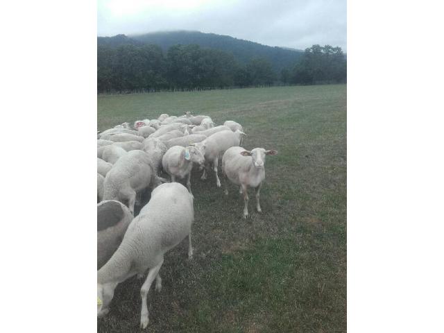 Photo Troupeau de moutons BMC image 2/2