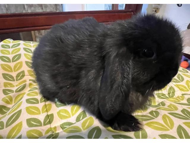 Photo Un fantastique petit lapin (Mini lop) en adoption image 2/2