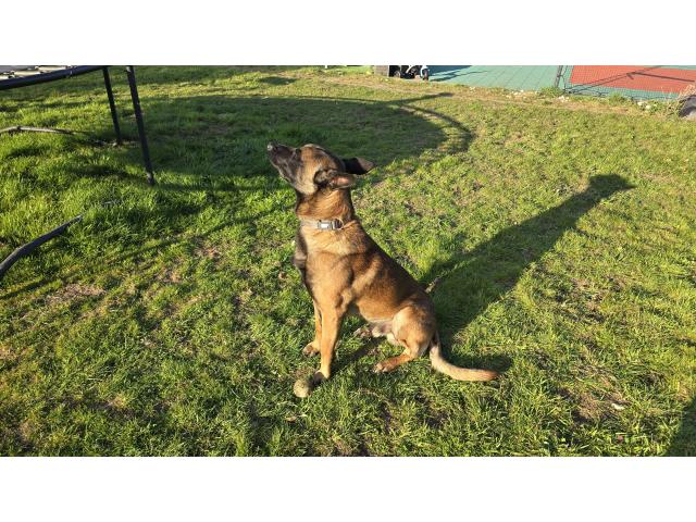 Photo URGENT : A donner - Magnifique Malinois - Le compagnon idéal pour votre famille ! image 2/3