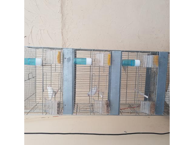 Photo Vend canaris image 2/2