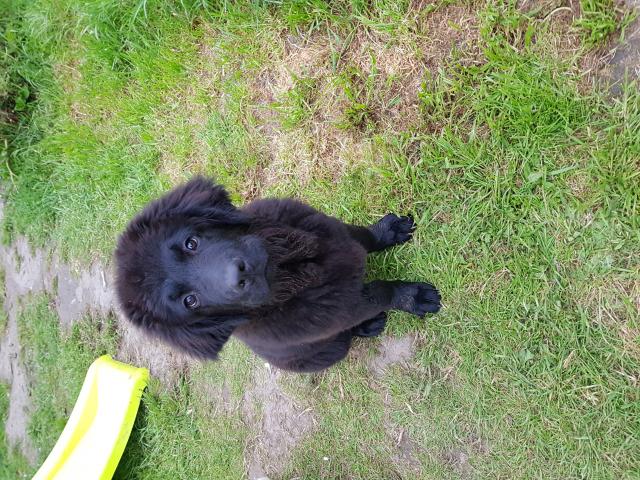 Photo Vend chiot terre neuve image 2/2