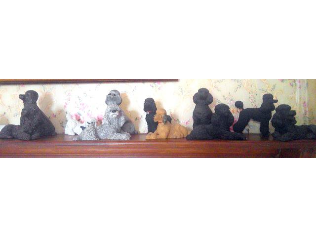 Photo vend collection postures caniches image 2/3