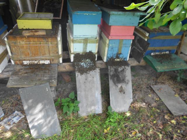 Photo vend des tres belles collonnies d abeilles noires sur 6 cadres image 2/2