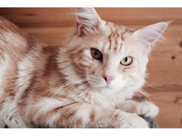 Photo Vend maine coon male image 2/3