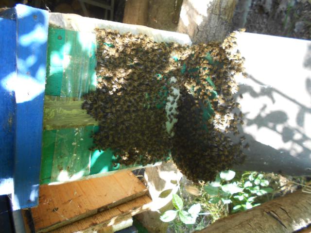 Photo vend mes tres belles ruchettes doubles parois dadant 6 cadres peuplees d abeilles noires tres popule image 2/3