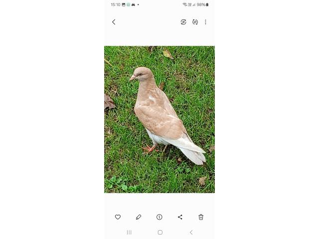 Photo Vend pigeon x texan de 2024 image 2/2