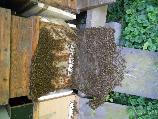 Photo vend ruches et ruchettes dadant peuplees d abeilles noires tres populeuses image 2/4