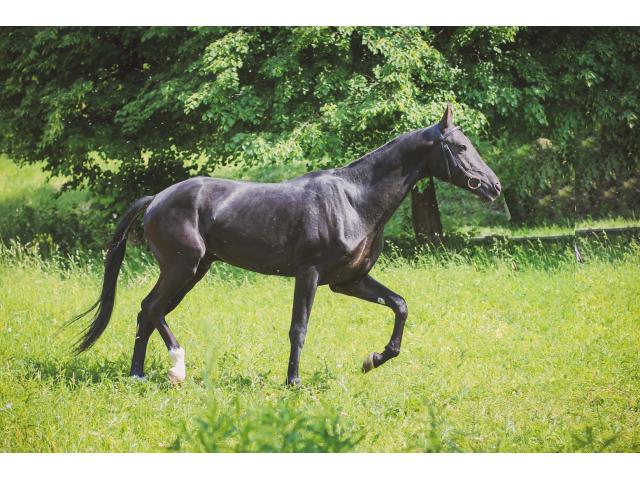 Photo vend  superbe cheval akhal teke de 4 ans image 2/2