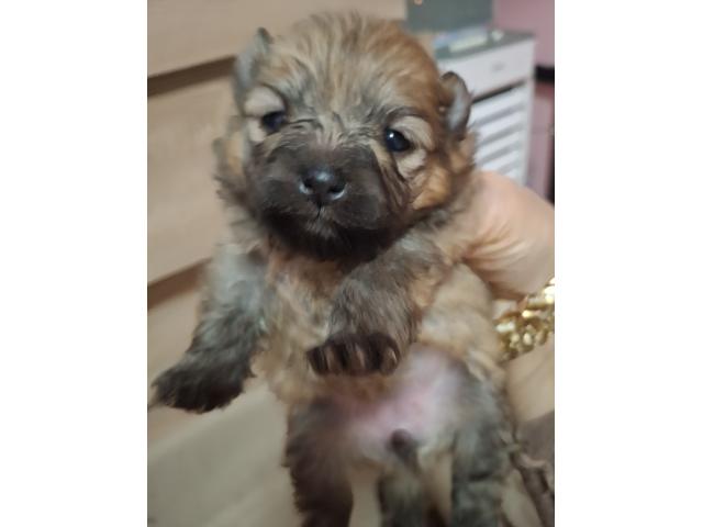Photo Vendre magnifique chiots Spitz nains maman agree  HK 01600994 image 2/6