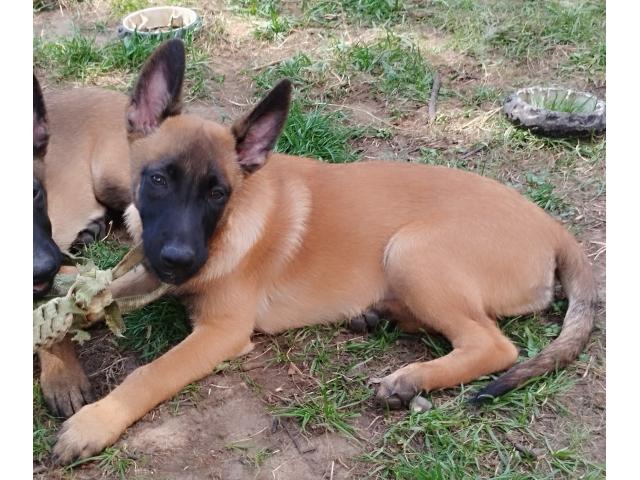 Photo Vends chiots Bergers Belges Malinois de Pures Races image 2/5