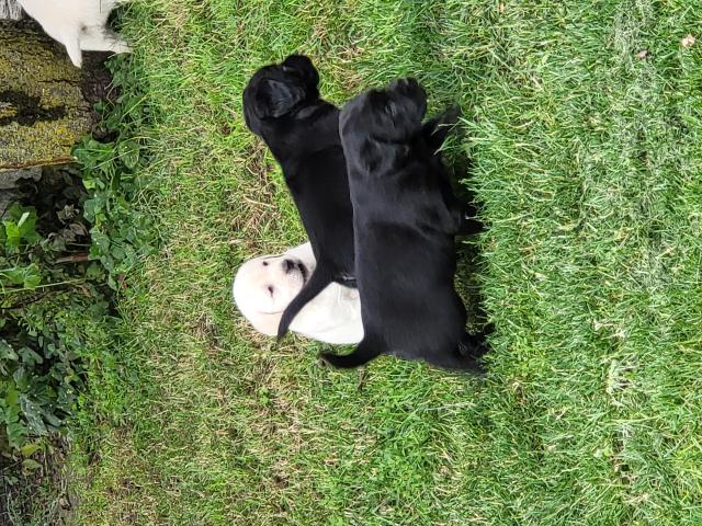 Photo Vends chiots Labrador image 2/2