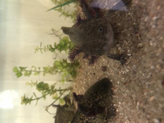 Photo vends jeunes Axolotl image 2/3